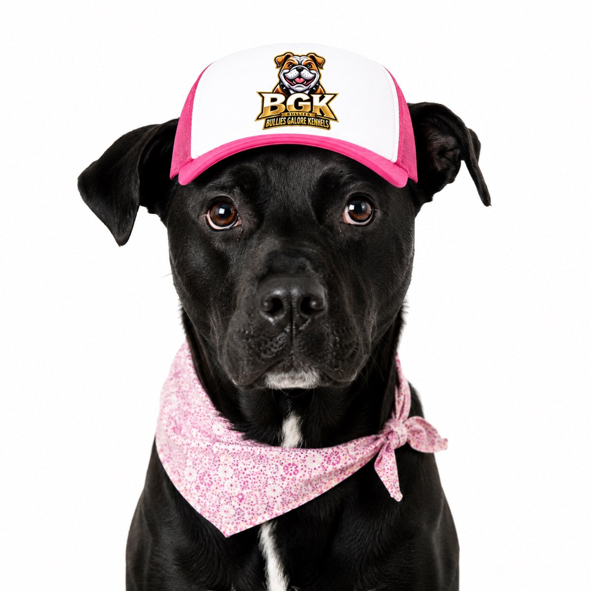 A black labrador wearing the BGK trucker hat in pink